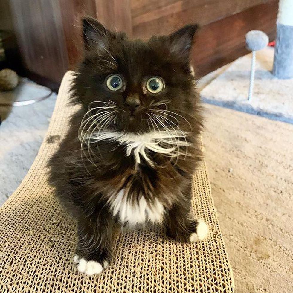 fluffy tuxedo kitten