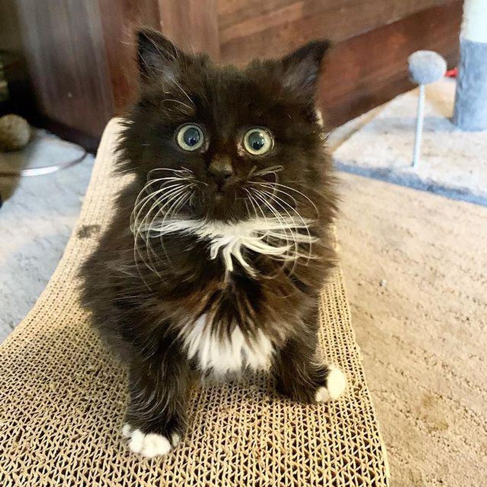 Kitten With Irresistible Eyes Has Her Life Turned Around When She Finds Woman To Help Her Love 7392