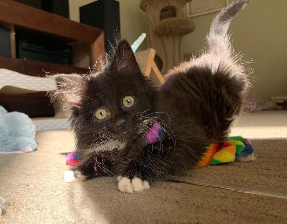 playful tuxedo kitten