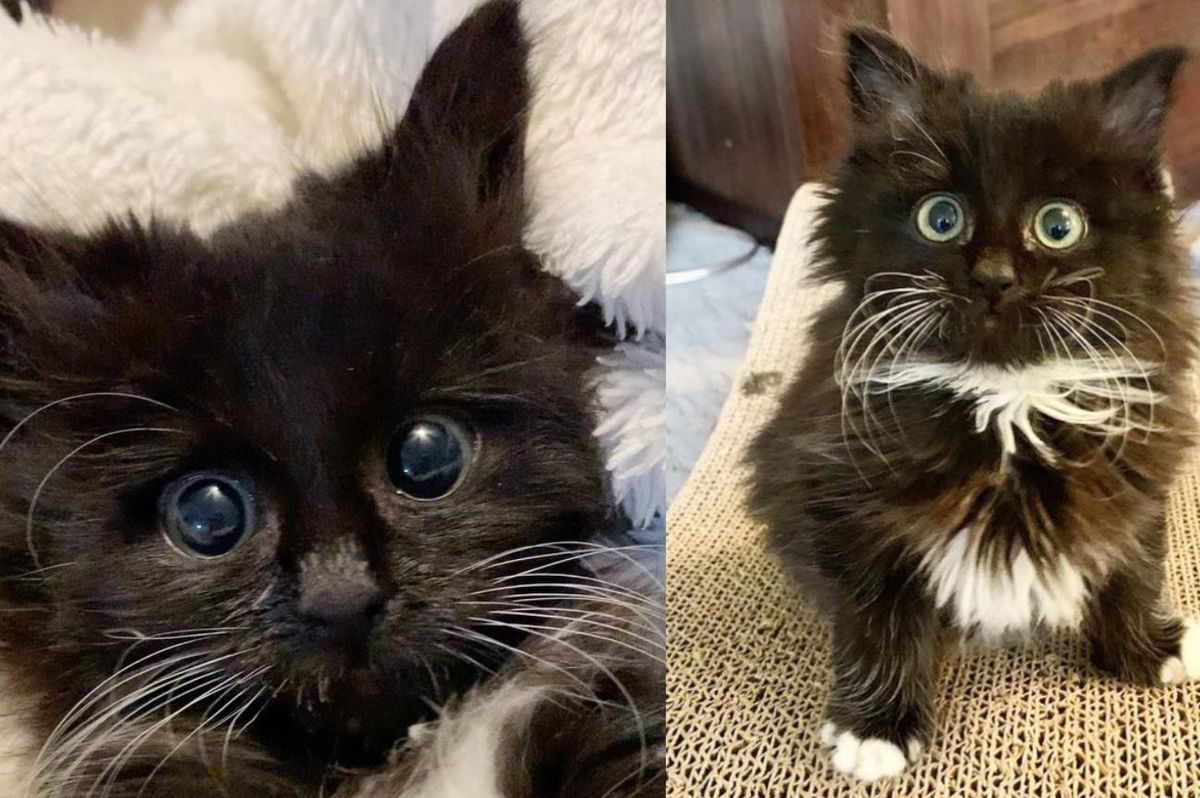 Kitten with Irresistible Eyes Has Her Life Turned Around When She Finds Woman to Help Her