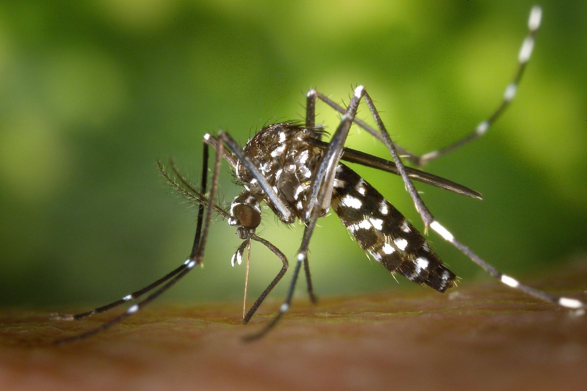 How to keep mosquitos at bay this summer, and what to do if you've already been bitten