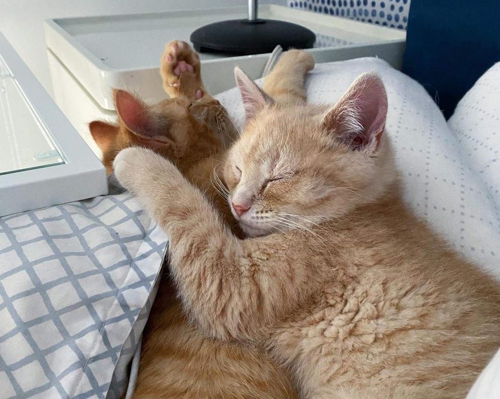 cuddly ginger kittens