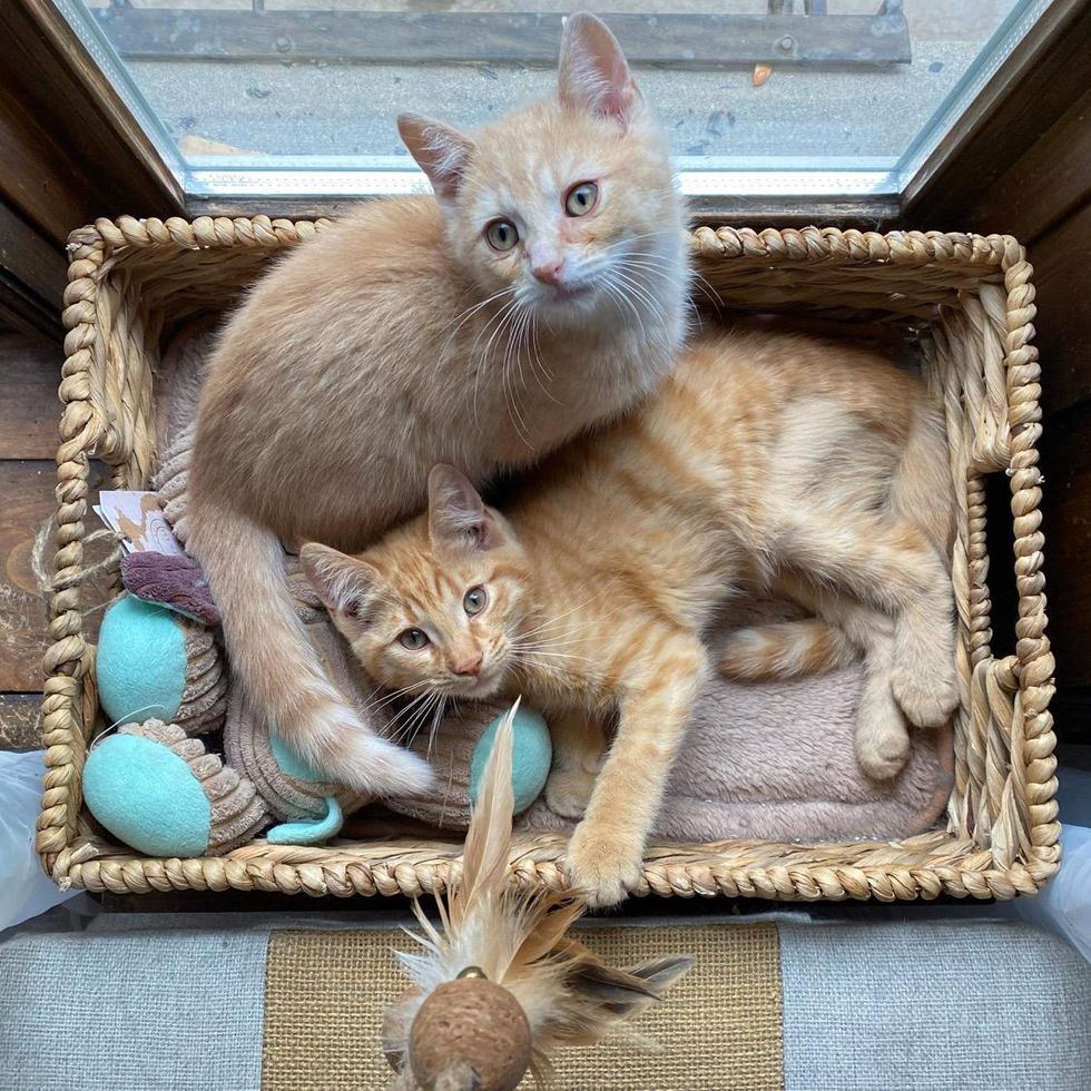 bird tv, kittens by window