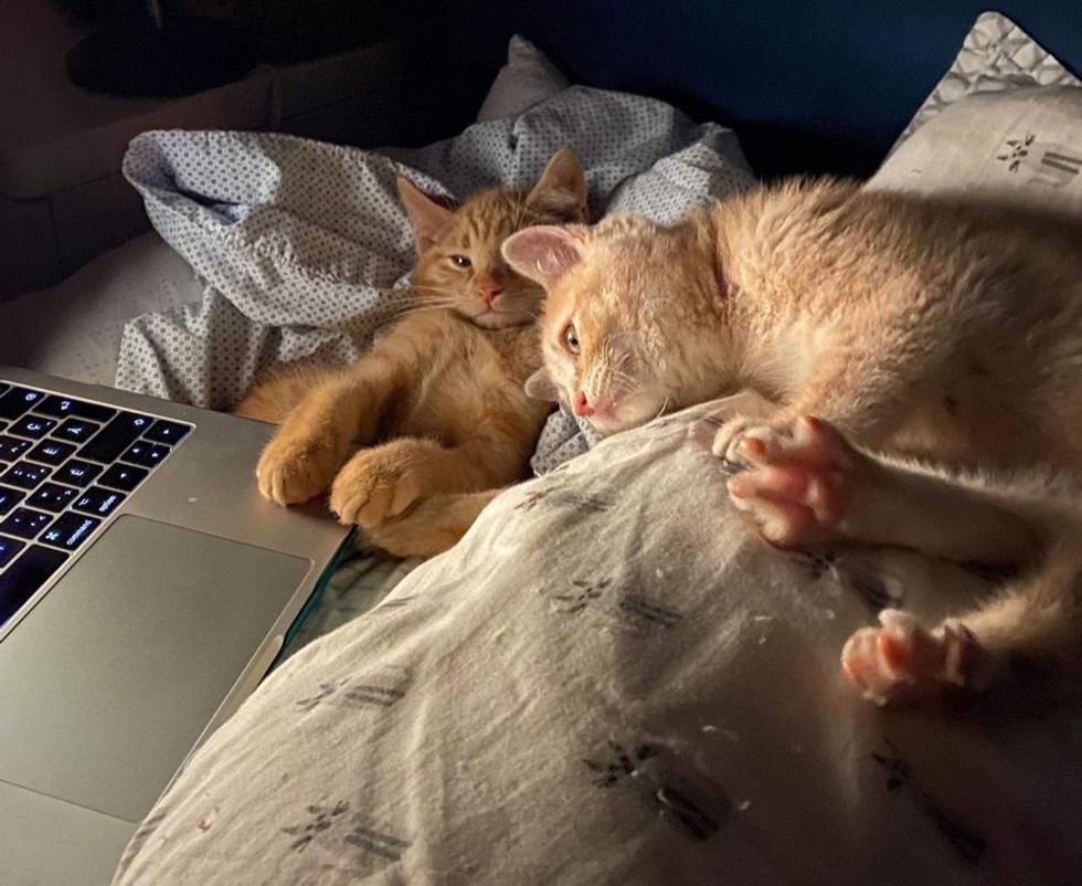 ginger kitten best friends