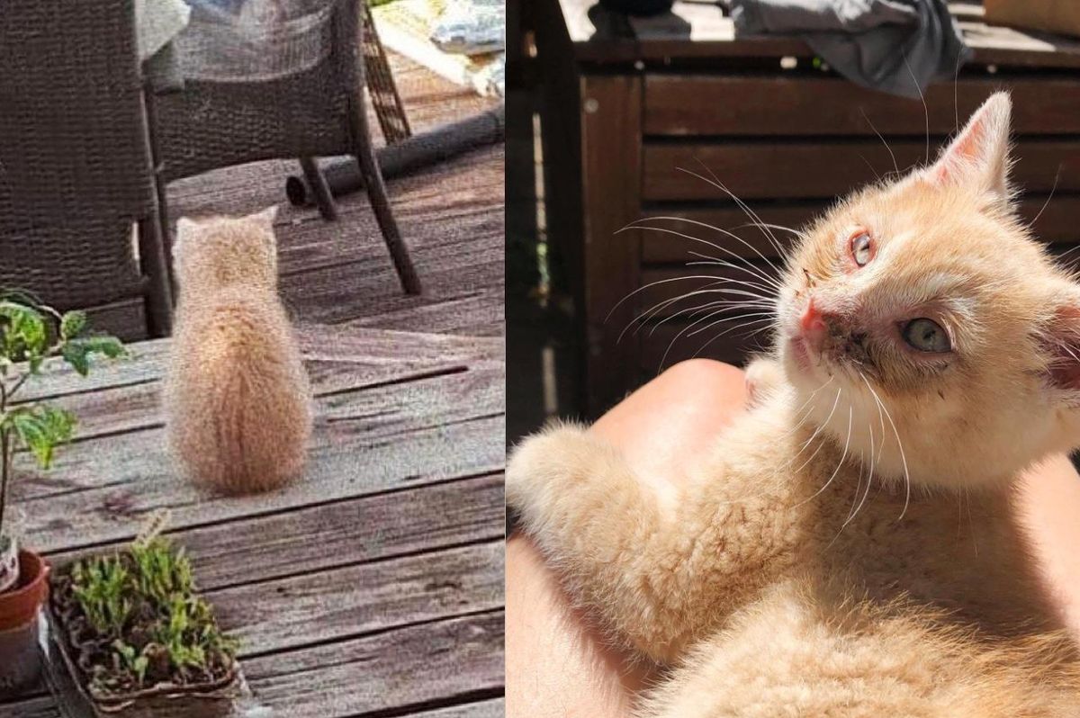 Kitten Sneaks into a Yard to Seek Help and Turns into the Sweetest Lap Cat