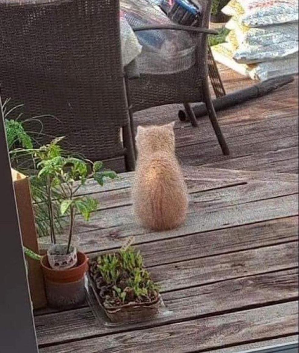 backyard stray kitten