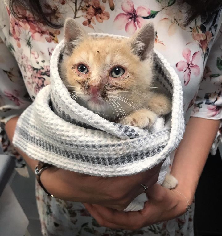 rescued kitten, purrito kitten