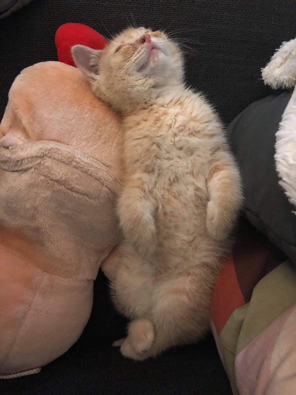 chaton orange endormi