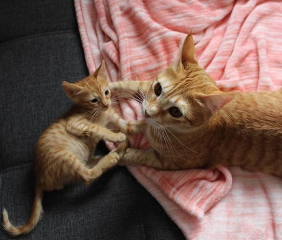 ginger cat and kitten