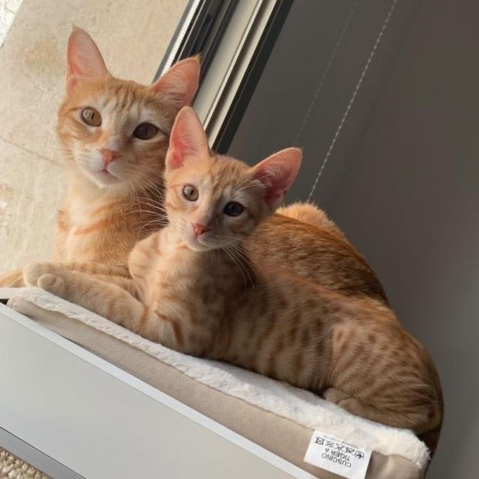 orange tabby cat kitten, ginger cats look alike