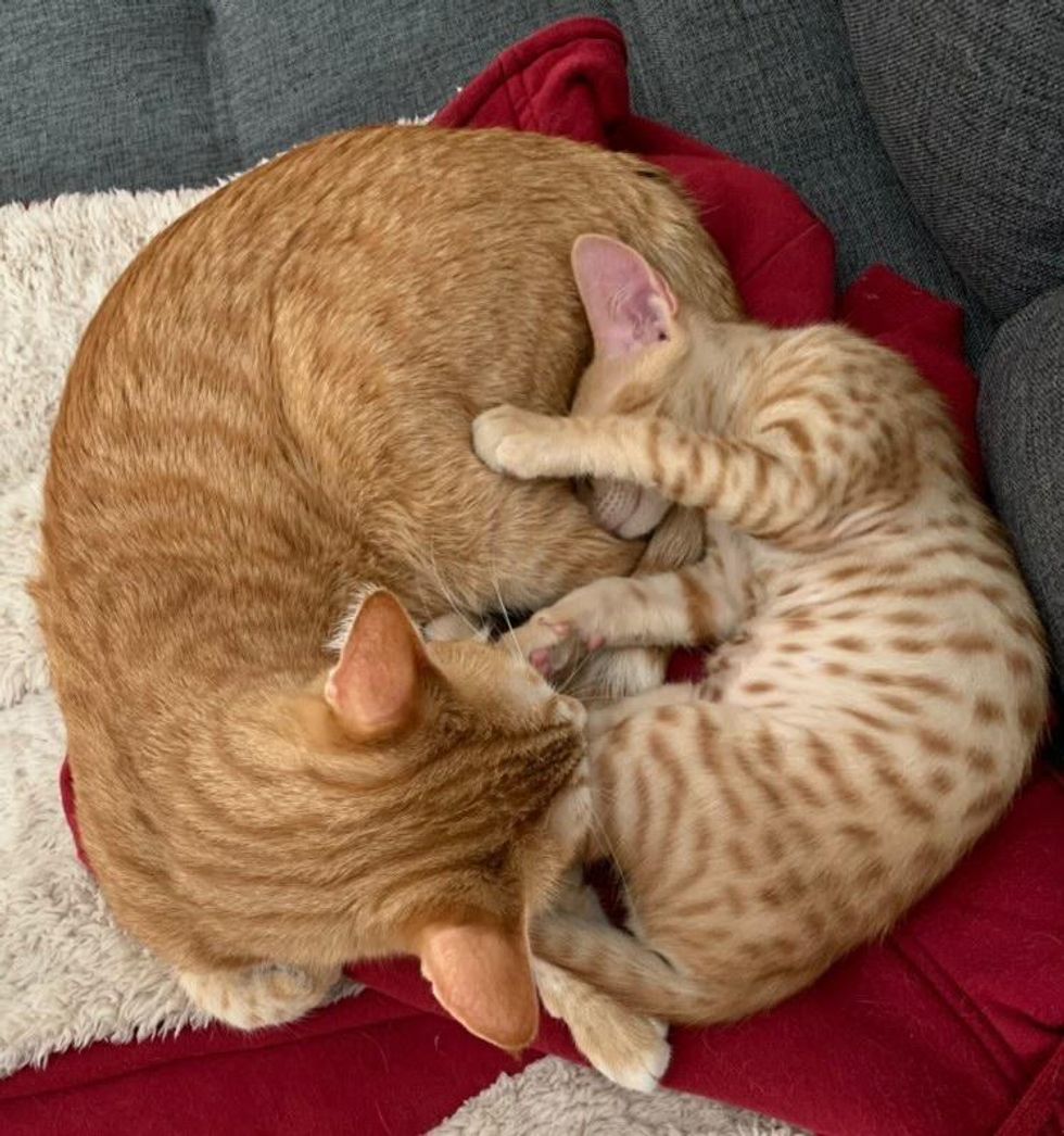 cuddle puddle ginger cats