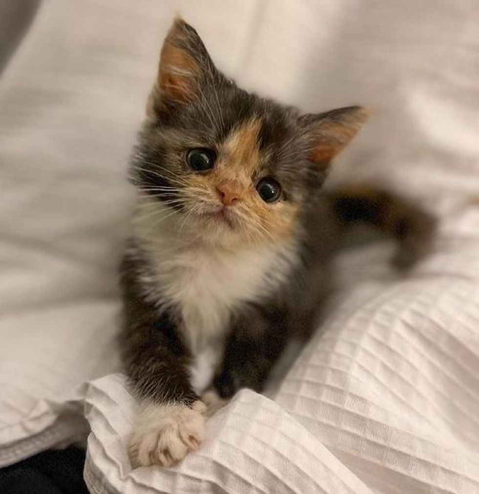 Kitten With Strong Will Transforms From Tiny Preemie To Adorable Fluffy Calico Love Meow 0749