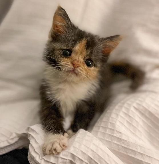 calico kitten tiny