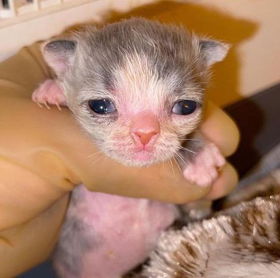 preemie kitten