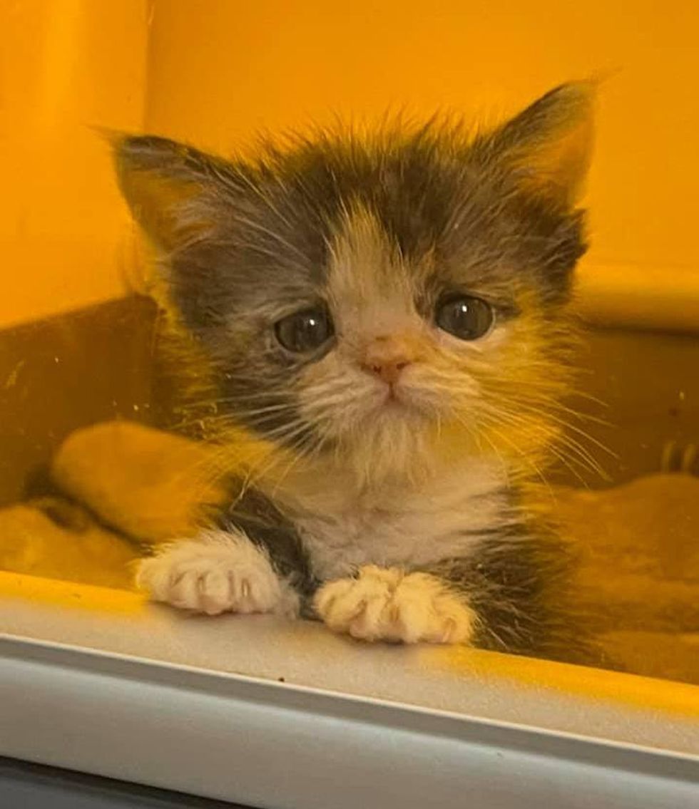 sweet calico kitten