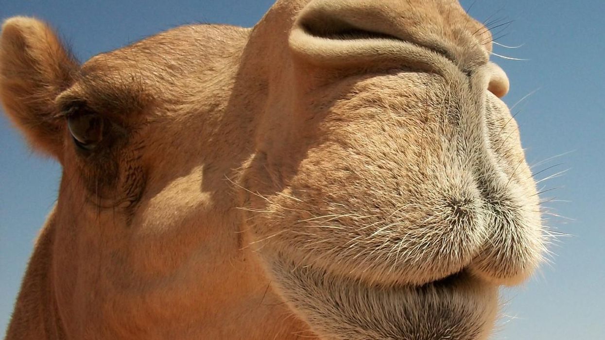 Police in a small town in Oklahoma can add camel wrangling to their list of skills