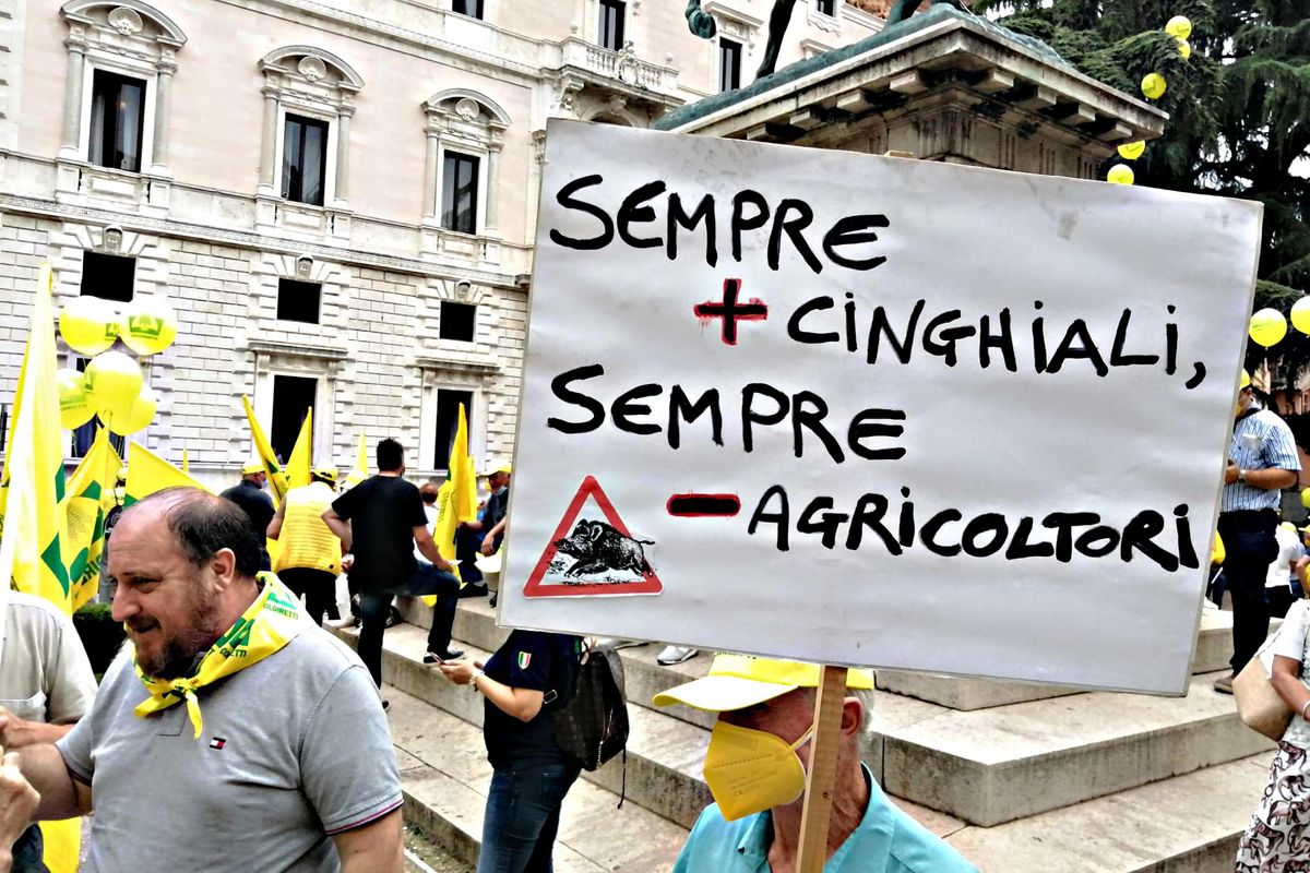 cinghiali caccia protesta coldiretti referendum