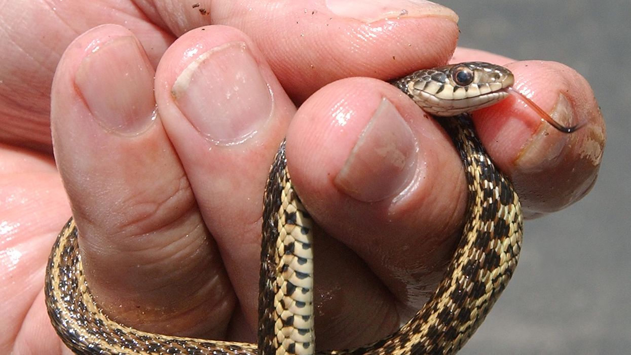 Georgia family finds 18 snakes under the bed and our childhood nightmares have come true