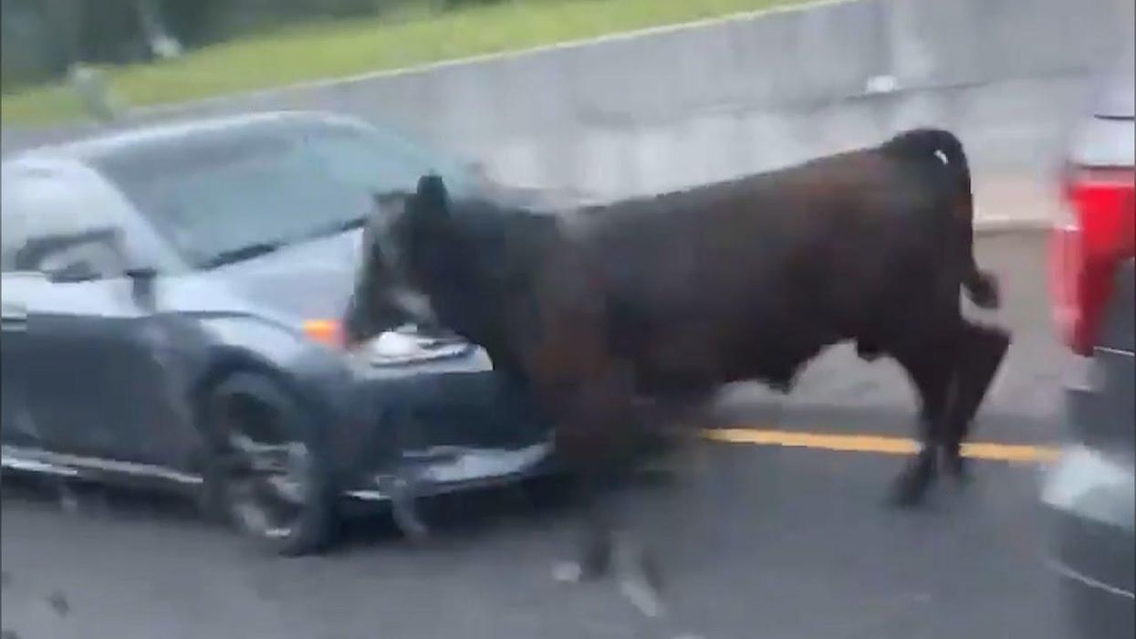 Cowboys safely wrangle 2 cows and a dog that were loose on a busy Alabama interstate