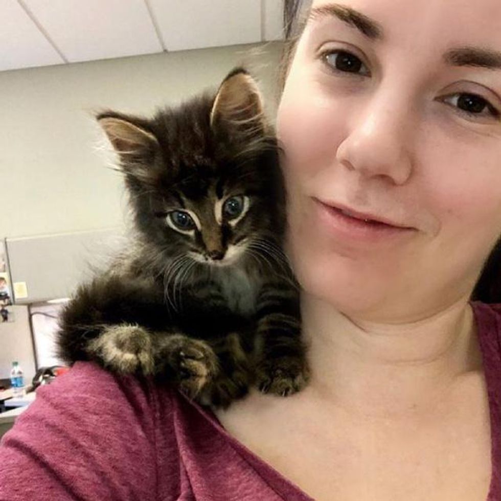 shoulder kitten, stray kitten