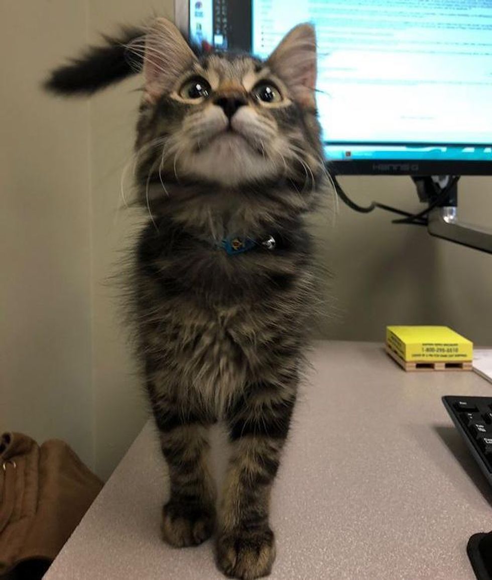 kitten office assistant, office cat