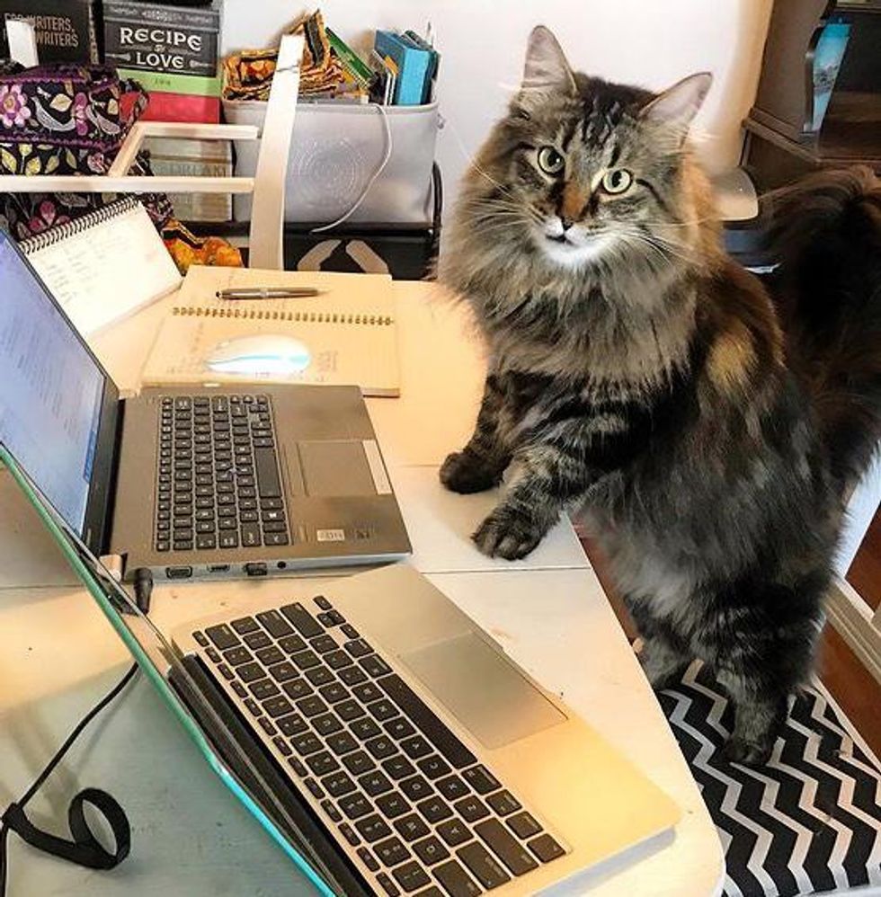 office cat supervisor