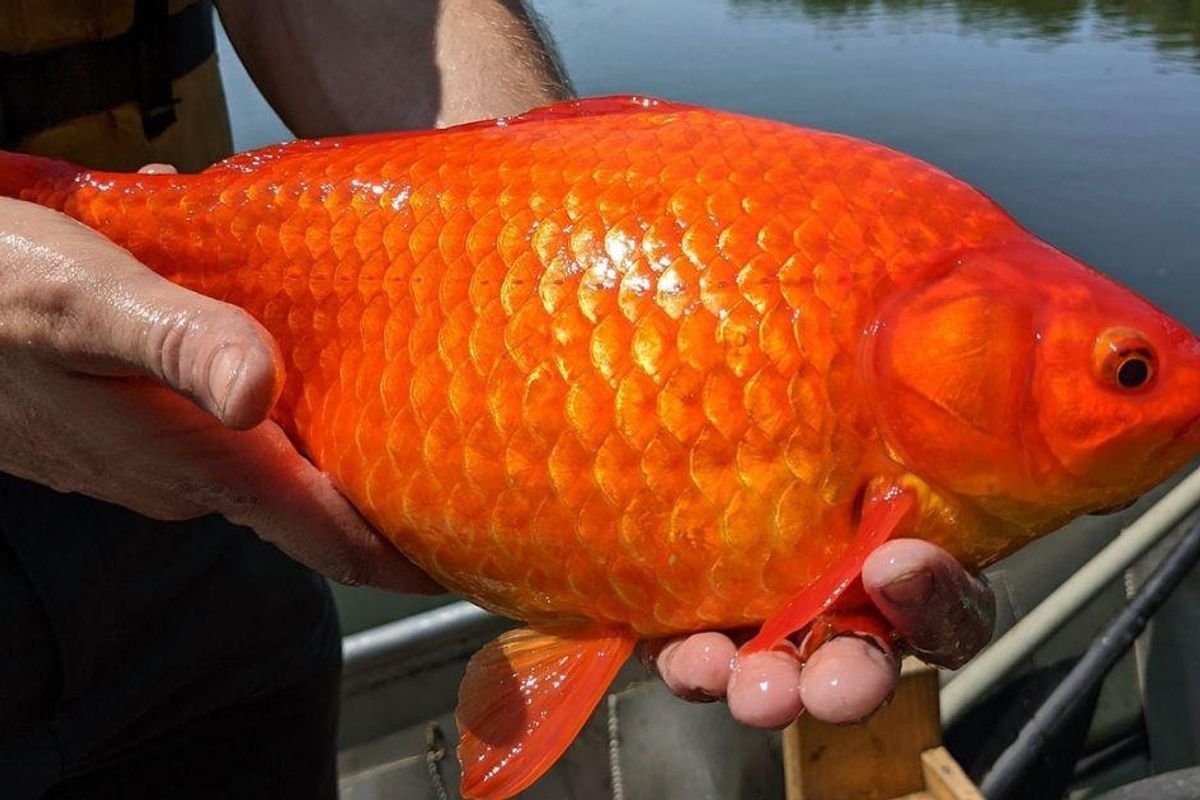 People tossing pet fish into lakes have created monster goldfish the size of footballs