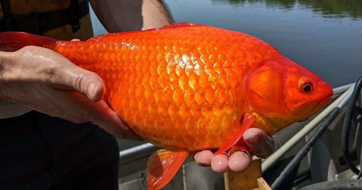 People releasing goldfish into ponds messes with ecosystems Upworthy