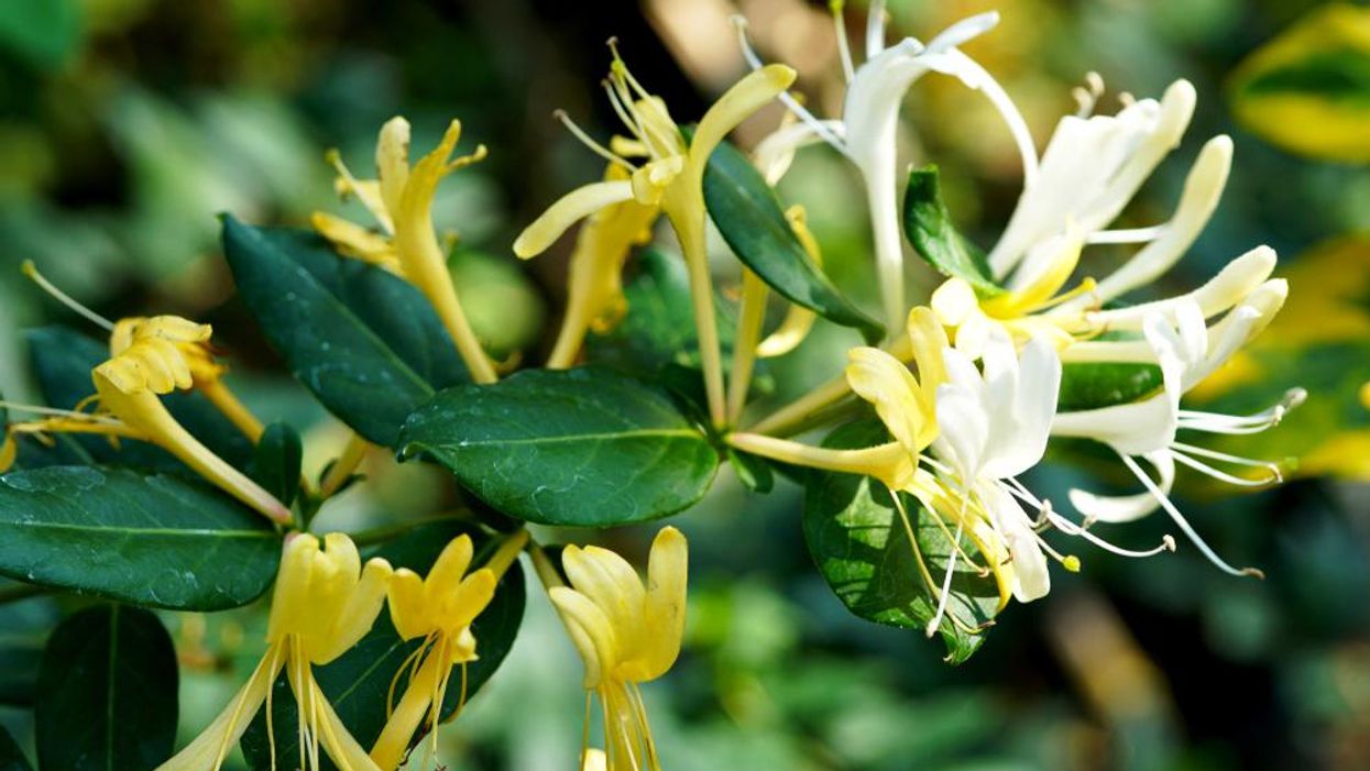 Honeysuckle