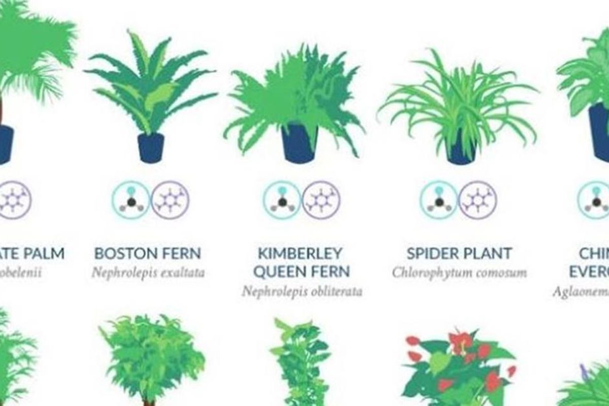 NASA says these 18 plants are the best at naturally filtering the air in your home
