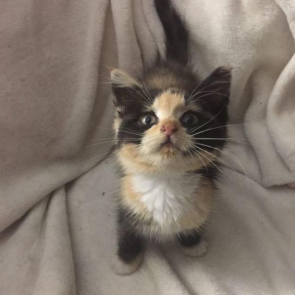 stray calico kitten