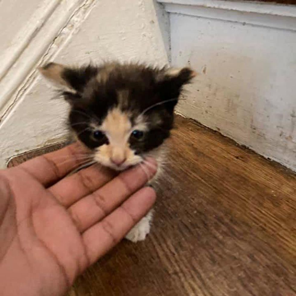 rescued stray kitten porch