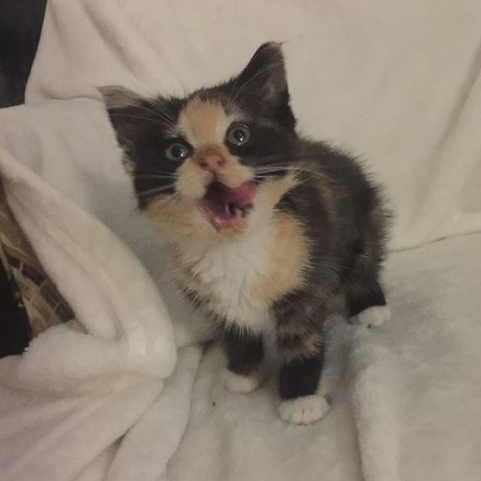 hungry calico kitten