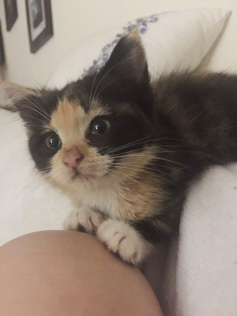 cute calico kitten