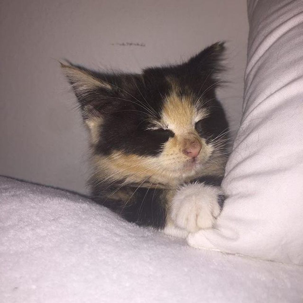 sleeping calico kitten