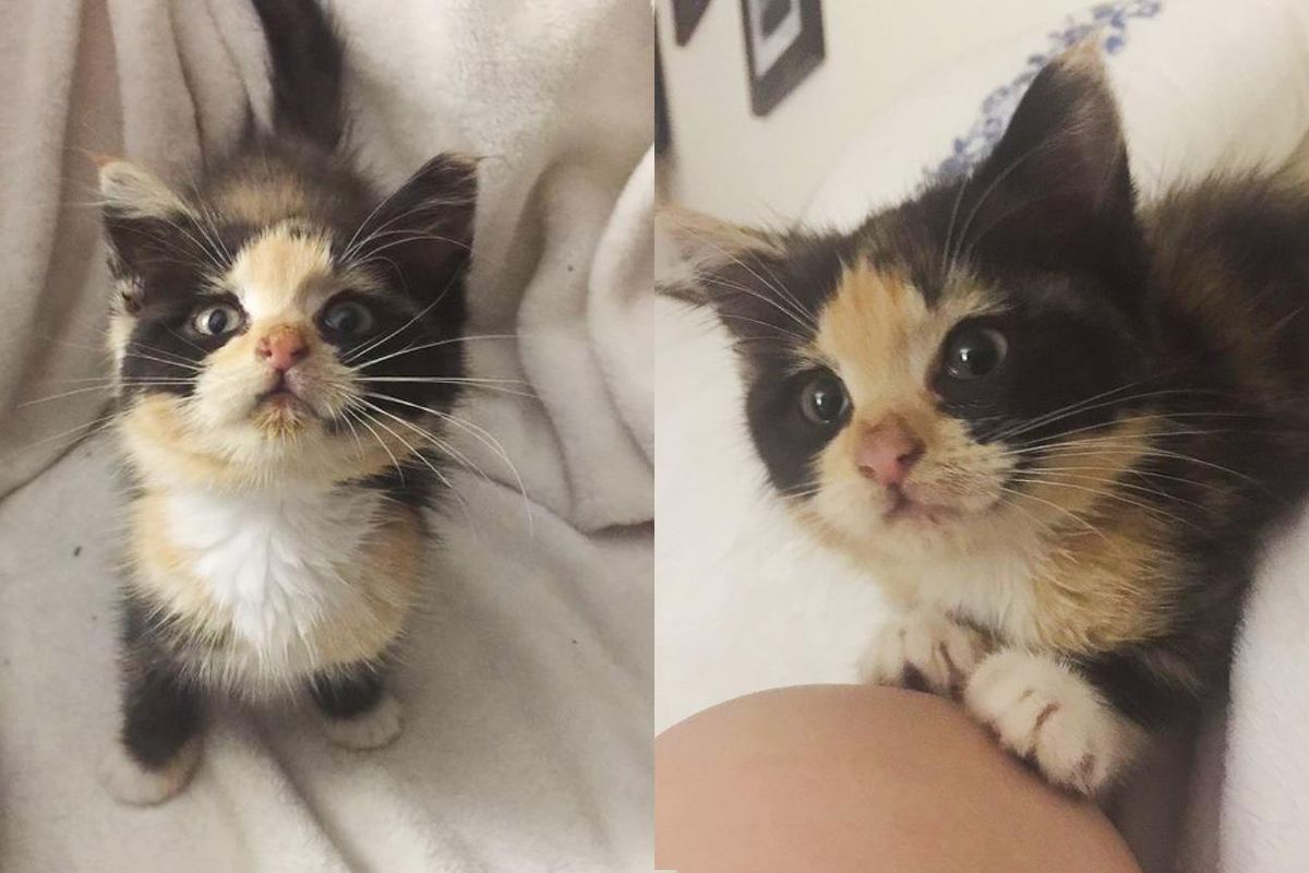 Kitten So Happy to Have Warm Lap to Sit on After Being Found in Recycling Bin Looking for Food