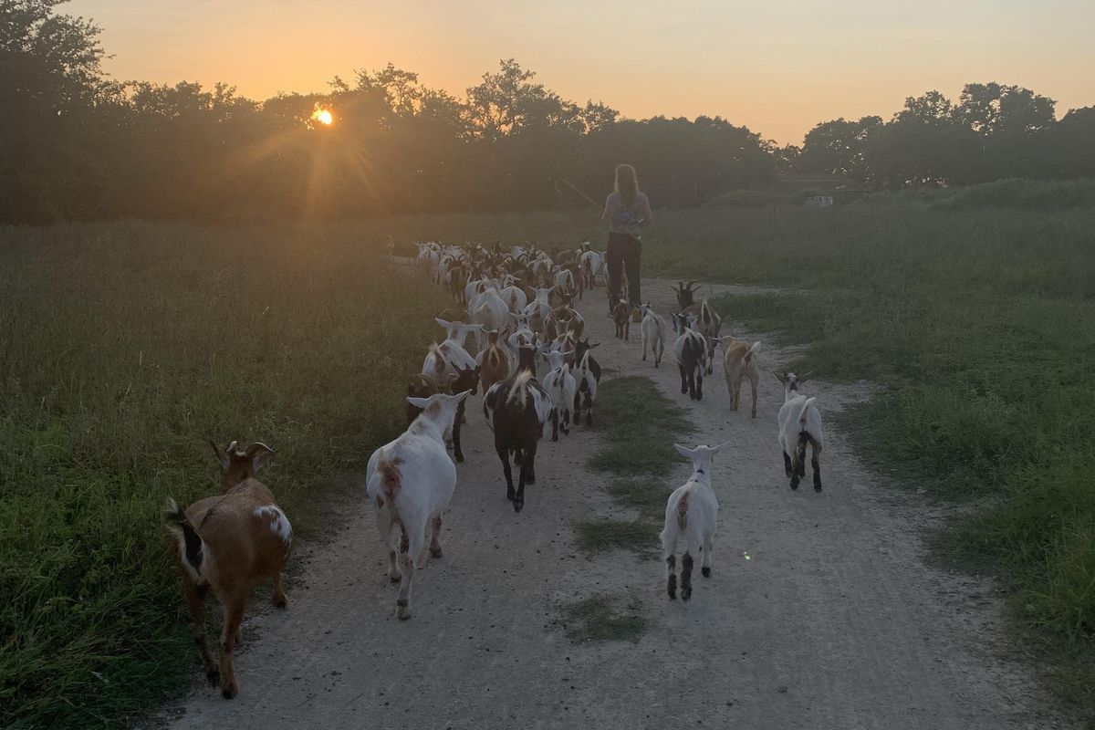 The good shepherd: Jester King’s Farmer Peppy shares the renewable farming gospel