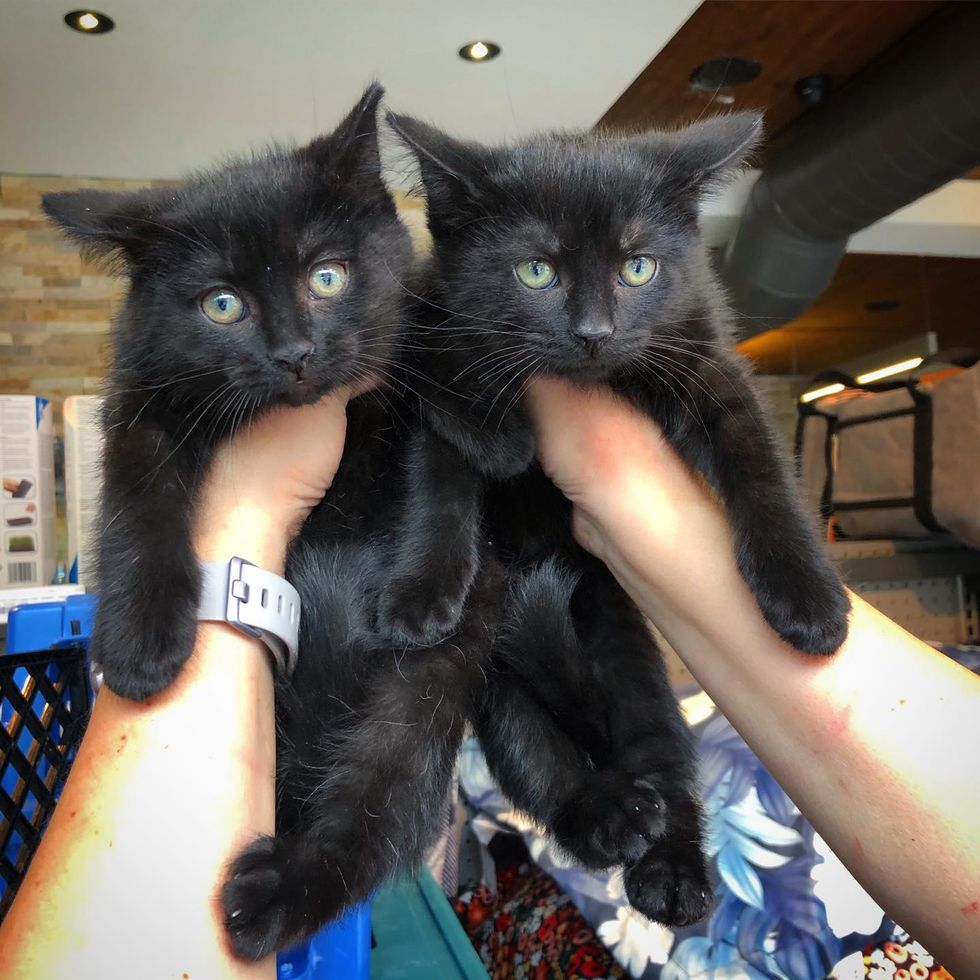 twin black kittens