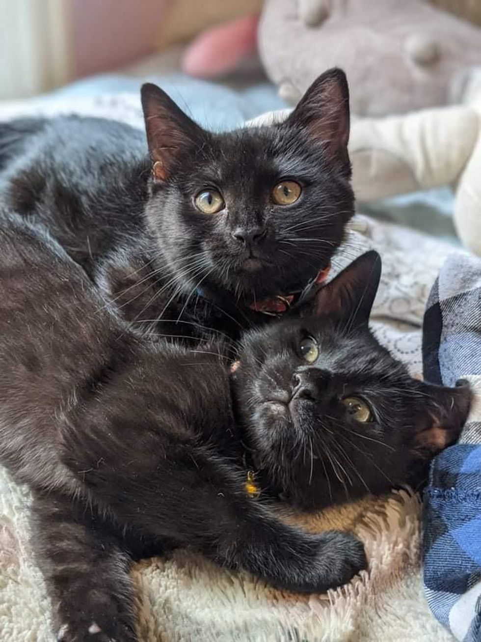 bonded kittens, twin black kittens