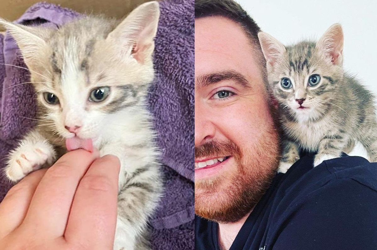 Couple Heard Kittens in a Bin While Walking Down Street and Knew They Had to Help