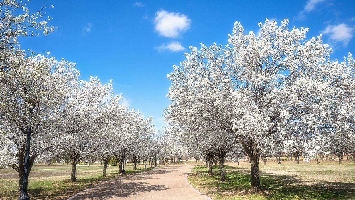 bradford pear trees