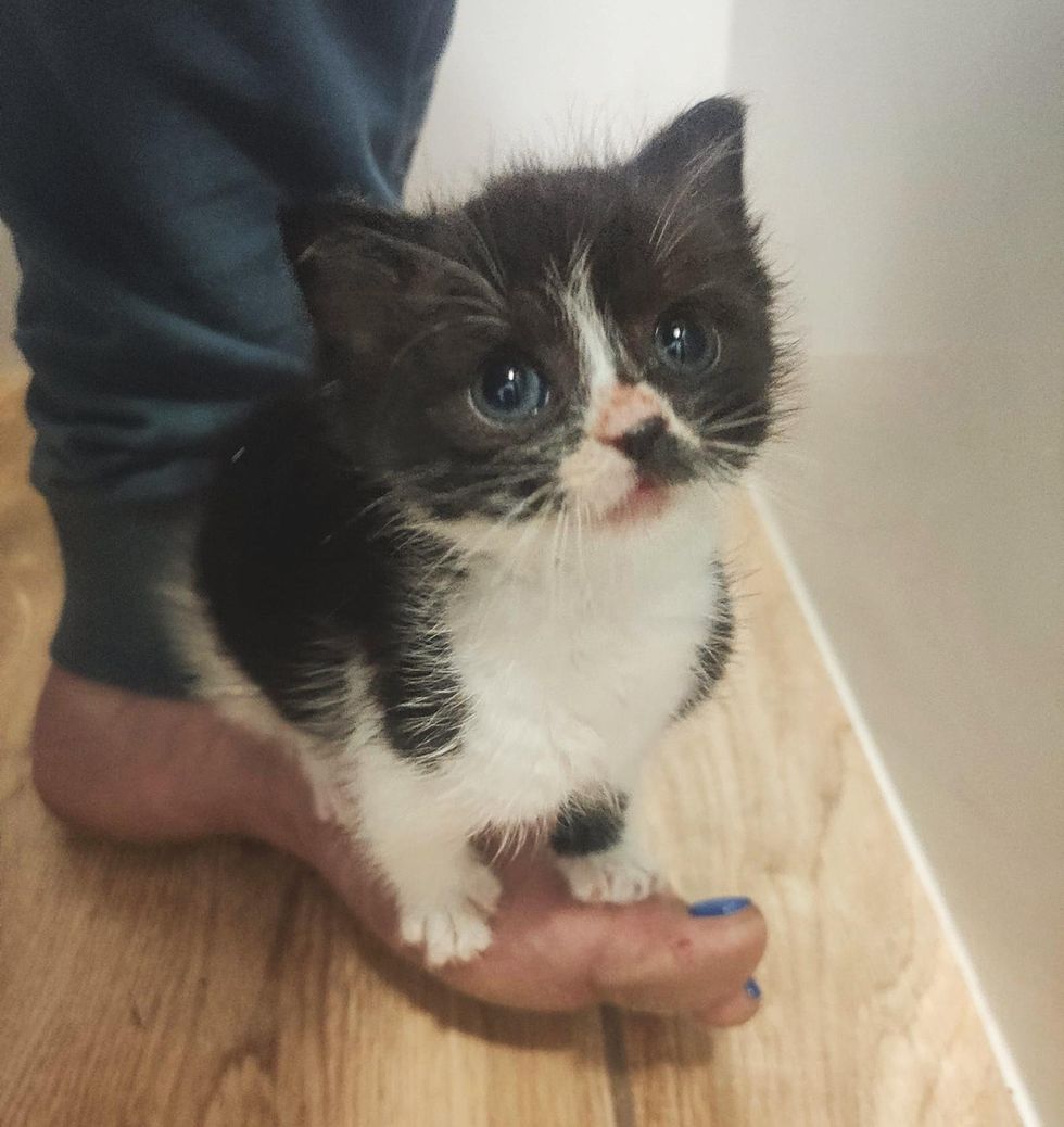 tiny small kitten