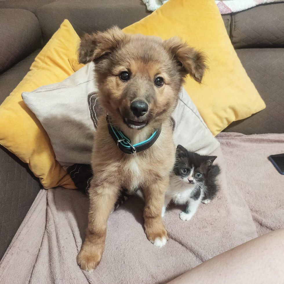 puppy and kitten