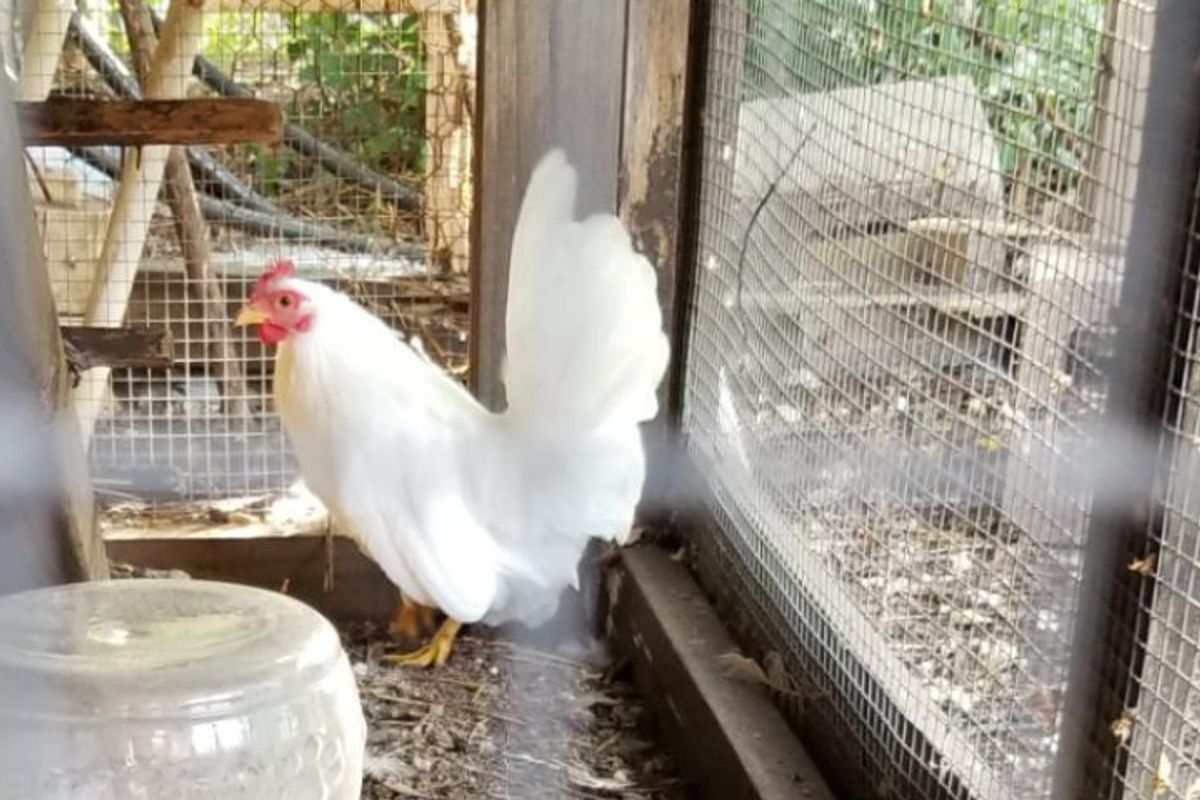 Austin's oldest chicken Esperanza dies after 13 years of coop disputes, celebrity status and family feuds