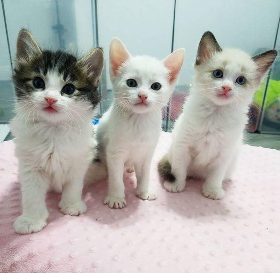 adorable kittens