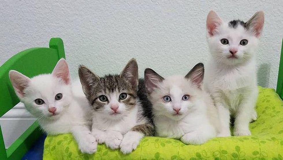 kitten quartet, kittens in tiny bed