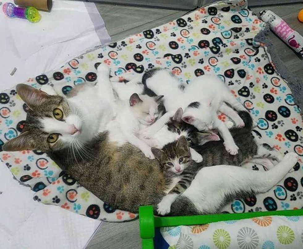cat mom and cuddly kittens