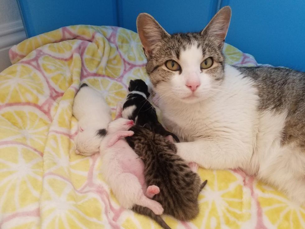 cat and baby kittens