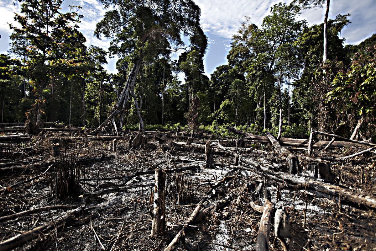 biocarburanti deforestazione