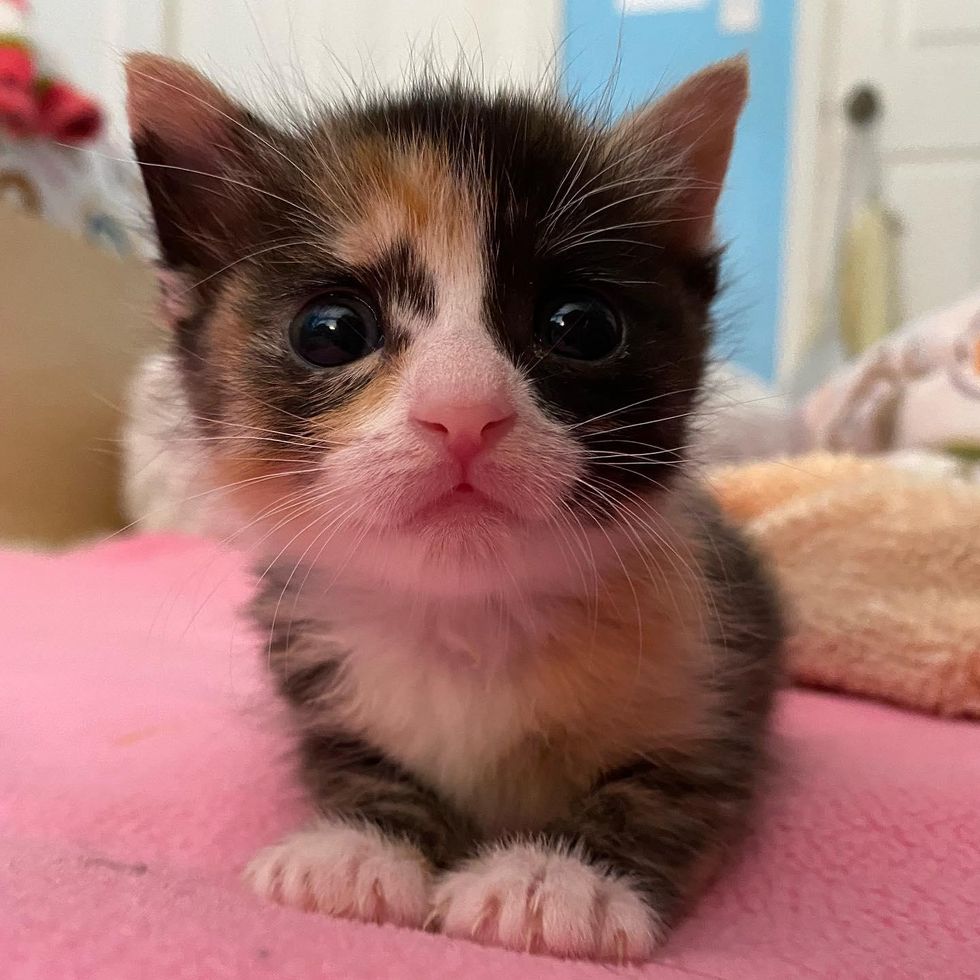 sweet calico kitten